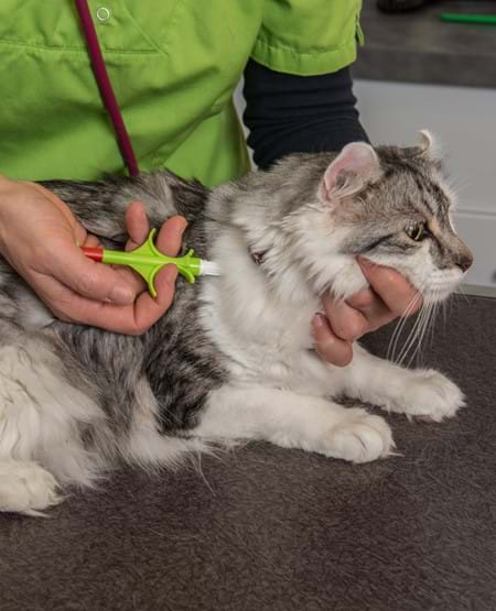 Univet Votre Chien A T Il Un Probleme D Oreilles Univet Votre Chien A T Il Un Probleme D Oreilles